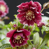 Green boutiQ - Tuinplant - Lenten Rose - Helleborus orientalis Double Ellen Red - Rode Bloem -1 Plant - Groenblijvend - Pot 14cm Hoogte 35cm