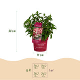 Hortensia paniculé Groundbreaker Ruby - H 20-25 cm, pot Ø14 cm - photo 3