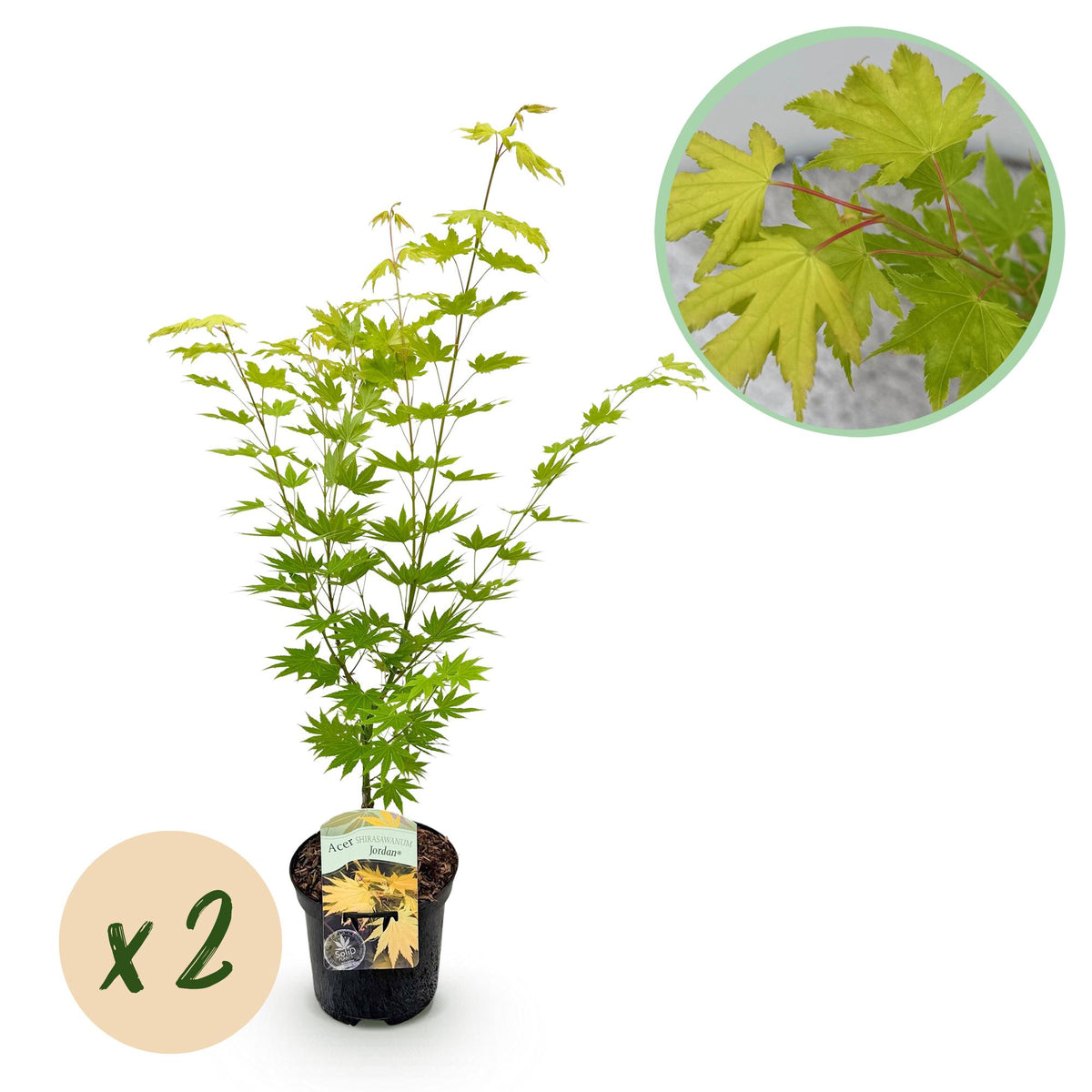 Green boutiQ - Terrasplant - Japanse Esdoorn - Acer palmatum Jordan - Geel - 2 Planten - Bladverliezend - Pot 19cm Hoogte 70cm