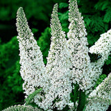 Green boutiQ - Havetplante - Buddleja davidii White Profusion - Sommerfuglebuske - Vinterhård - Hvid - 3 Planter - Potte 17cm - Højde 45cm