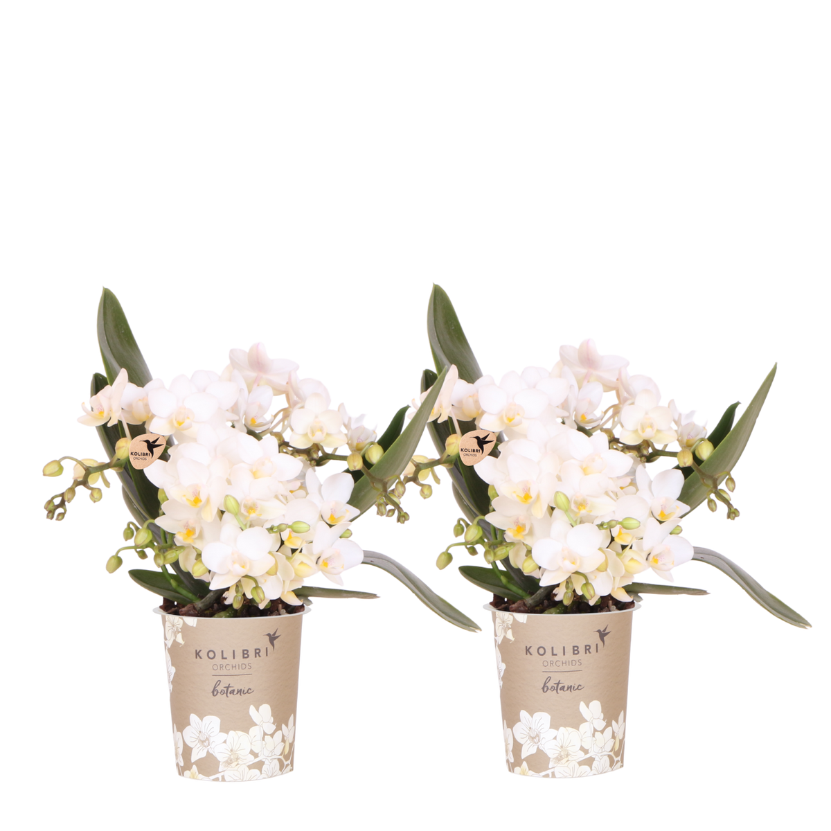 Orchidées Phalaenopsis blanches Botanic Nazaré - lot de 2 ou 4 - pot Ø9 cm