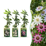 Passiflores tricolores - lot de 12 plants - pot Ø9 cm