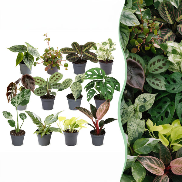 Baby plantes surprise - lot de 3 à 12 mini plantes tropicales - pot Ø6 cm - photo 9