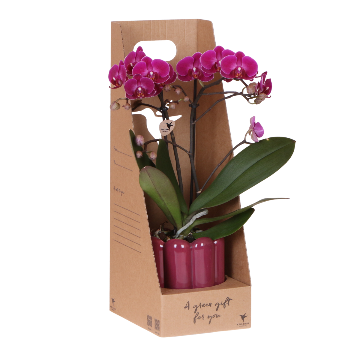Orchidée Phalaenopsis violette Mineral Morelia - cache-pot Retro violet et boîte cadeau - pot Ø9 cm