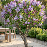 La Green Touch - Havreplante - Syringa vulgaris Michel Buchner - Almindelig Syren - Vinterhårdfør - Lyserød - 1 Plante - Potte 17cm - Højde 45cm
