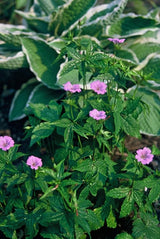 Géranium noueux en godet - Geranium nodosum - H 10-25 cm, pot Ø9 cm - photo 6