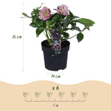 Green boutiQ - Tuinplant - Lenten Rose - Helleborus orientalis Double Tricolour - Roze - Rode - Witte Bloem -3 Planten - Groenblijvend - Pot 14cm Hoogte 35cm