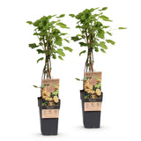 Groseillier blanc Witte Parel - Ribes rubrum - 2 plants - H 50 cm, pot Ø15 cm