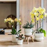 Orchidée Phalaenopsis jaune Blossom Lima avec cache-pot Melody crème - H 40 cm, pot Ø9 cm