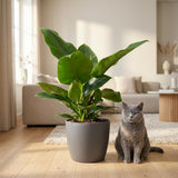 Green boutiQ - Kamerplant - Philodendron - Philodendron Imperial Green - Groen - Weinig onderhoud - 1 Plant - met Mand - Pot 19cm - Hoogte 65cm