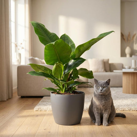 Green boutiQ - Kamerplant - Philodendron - Philodendron Imperial Green - Groen - Weinig onderhoud - 1 Plant - met Mand - Pot 19cm - Hoogte 65cm