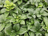 Pachysandra en godet - Pachysandra terminalis - H 10-25 cm, pot Ø9 cm - photo 6