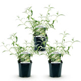 Green boutiQ - Havetplante - Buddleja davidii White Profusion - Sommerfuglebuske - Vinterhård - Hvid - 3 Planter - Potte 17cm - Højde 45cm