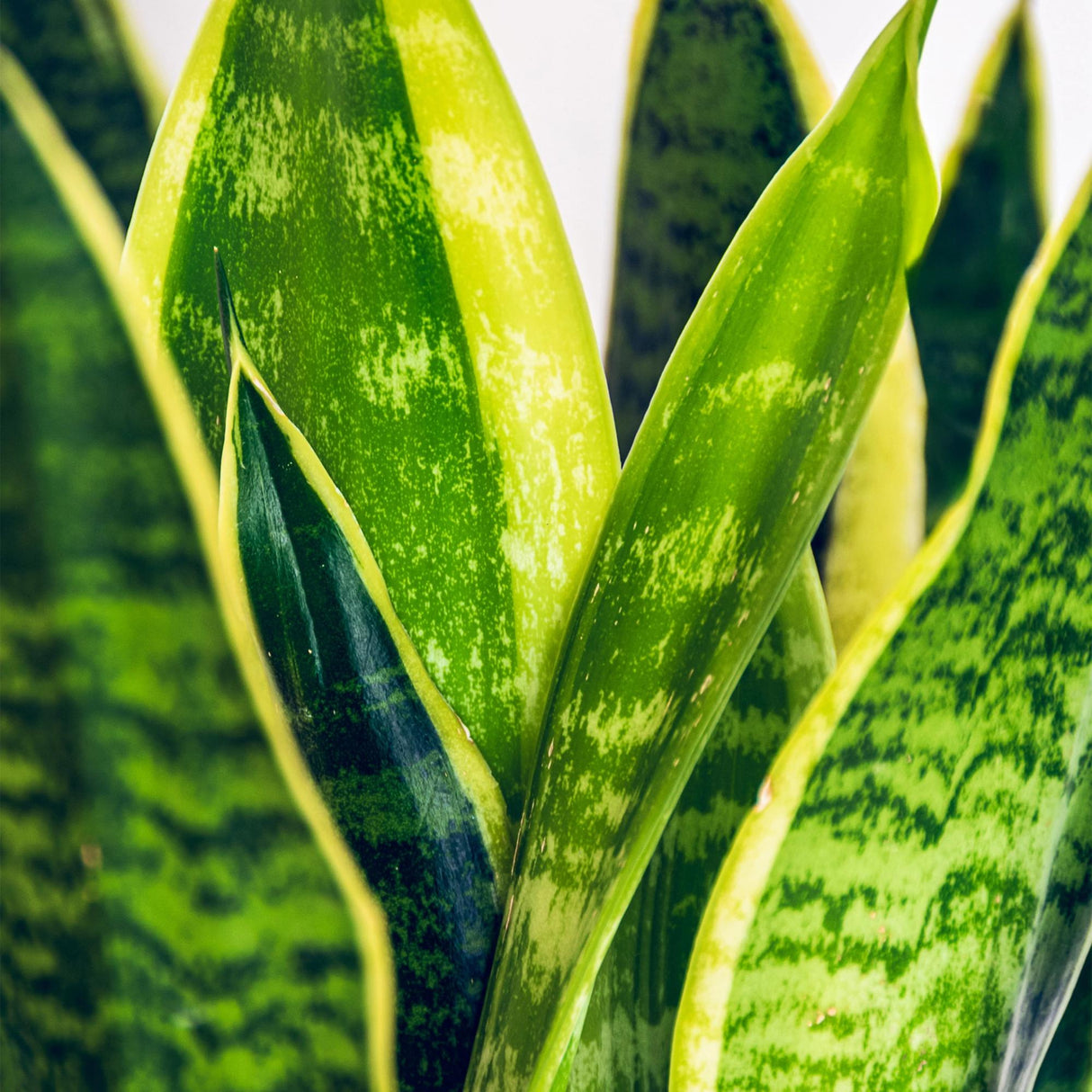 Green BoutiQ - Kamerplanten - Sansevieria Laurentii - Vrouwentong - Weinig onderhoud - Groen - 1 Plant - met Potter Grijs - Pot 21cm - Hoogte 70-80cm