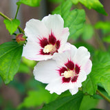 Green boutiQ - Havestaurvæk - Hibiscus syriacus Hamabo - Have Hibiscus - Winterhård - Hvid - Lyserød - 3 Planter - Potte 17cm - Højde 45cm