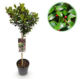Green boutiQ - Tuinplant - Ilex meserveae Blue Maid - Plant op stam - Terras Plant - Bladverliezend - Weinig Onderhoud - Pot 19cm Hoogte 90cm