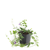 Petite pervenche Atropurpurea en godet - Vinca minor - H 10-25 cm, pot Ø9 cm - photo 2