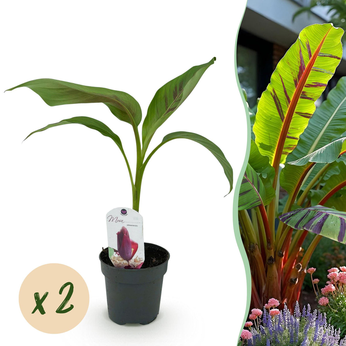 Bananier Red Tiger - Musa sikkimensis - H 30 cm, pot Ø12 cm