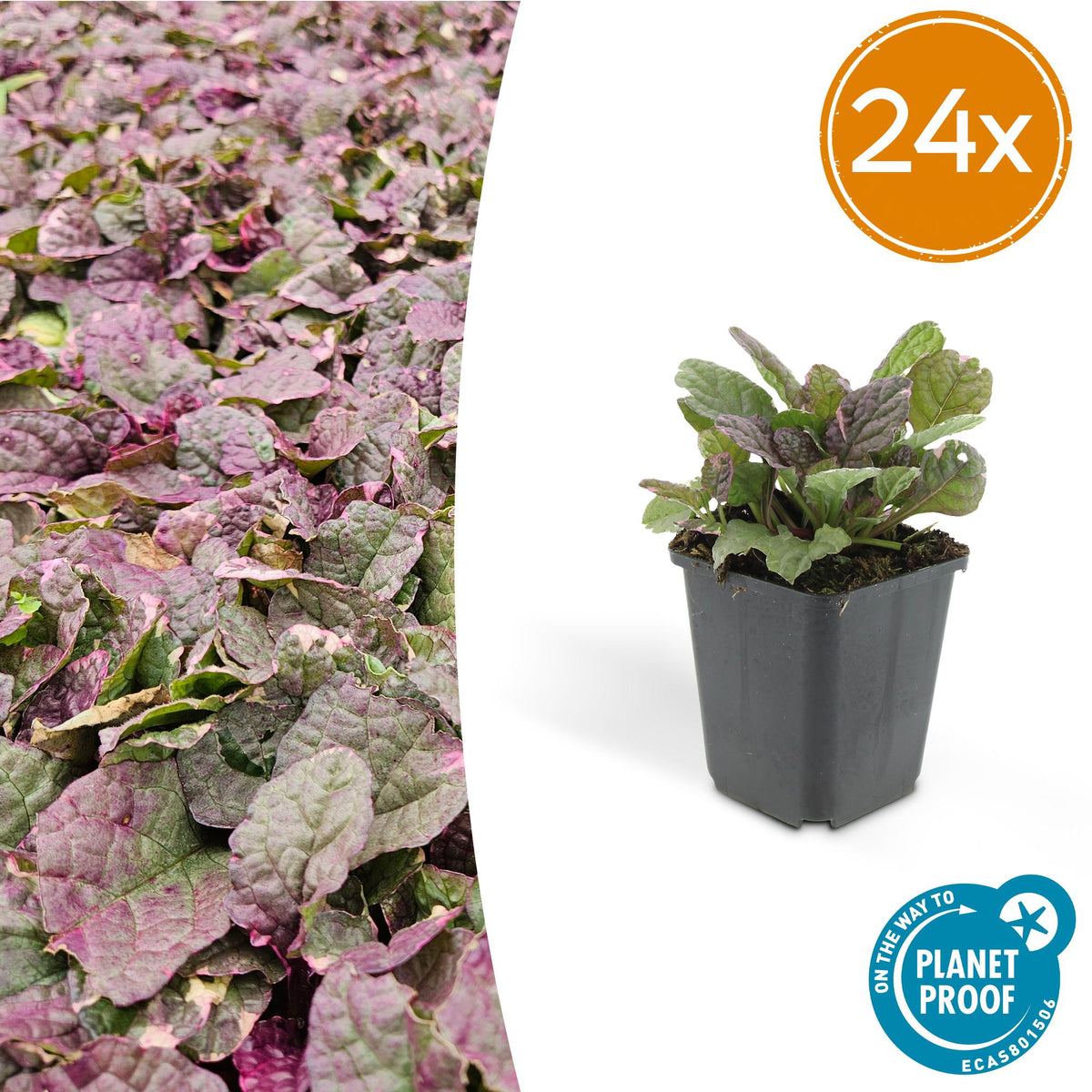 Bugle rampante Burgundy Glow en godet - Ajuga reptans - H 10-25 cm, pot Ø9 cm - photo 9