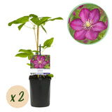 Green boutiQ - Klimplant - Clematis Ville de Lyon - Bloem Roze - Weinig onderhoud -2 planten -  Pot 11cm Hoogte 40cm