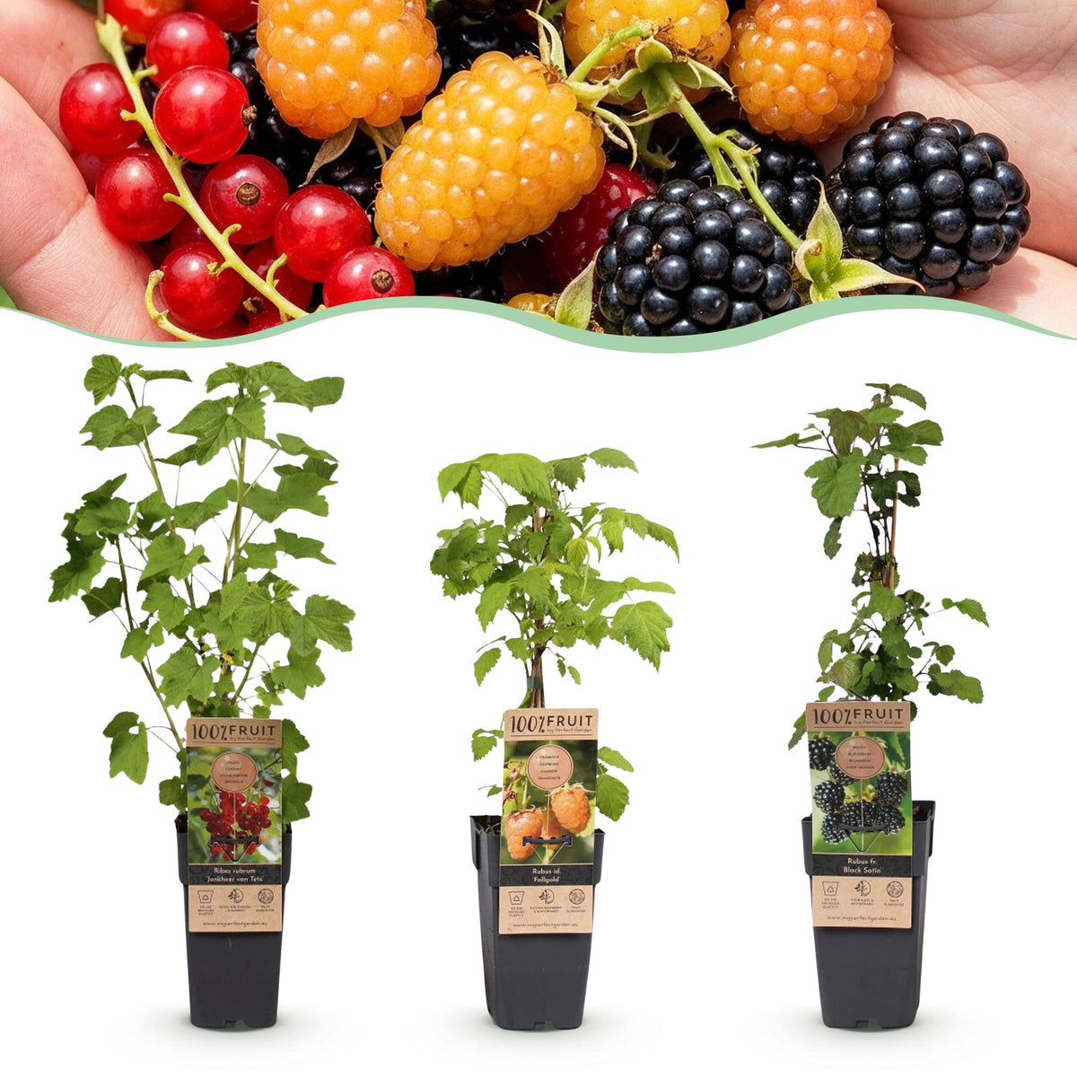 Petits fruits en mélange groseille, mûre et framboise - H 50 cm, pot Ø15 cm