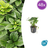 Pachysandra en godet - Pachysandra terminalis - H 10-25 cm, pot Ø9 cm
