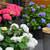 Green boutiQ - Haveeplante - Hydrangea Endless Summer Blå - Lyserød - Hvid - Hortensia - Vinterhård - Blå - Lyserød - Hvid - 3 Planter - Potte 14cm - Højde 20-25cm