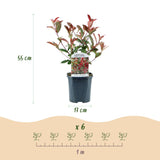 Green boutiQ - Haagplanten - Photinia fraseri Carre Rouge - groen rood  - 6 planten - 1 strekkende meter - groenblijvend - pot 17cm hoogte 55cm