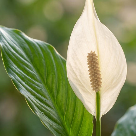 Green boutiQ - Kamerplant - Lepelplant - Spathiphyllum - Wit - Weinig onderhoud - 1 Plant - Pot 19cm - Hoogte 70 - 80cm