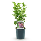 La Green Touch - Havreplante - Syringa vulgaris Michel Buchner - Almindelig Syren - Vinterhårdfør - Lyserød - 1 Plante - Potte 17cm - Højde 45cm