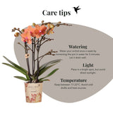 Orchidée Phalaenopsis orange Mineral Bolzano et 2 succulentes - coffret Desert Summer blanc