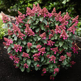 Hortensia paniculé Living Infinity - H 20-30 cm, pot Ø12 cm