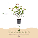 Kit haie Photinia Carré Rouge - H 25-35 cm, pot Ø9 cm