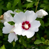 Green boutiQ - Havetplante - Hibiscus syriacus Red Heart - Have Hibiscus - Vinterhårdfør - Hvid - Rød - 3 Planter - Potte 17cm - Højde 45cm