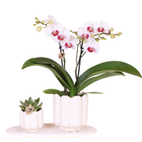 Kolibri Orchids | Giftset Retro White | Witte Gibraltar orchidee Ø9cm + groene plant Ø6cm – incl. sierpotten & wit dienblad – vers van de kweker