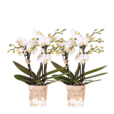 Orchidées Phalaenopsis blanches Blossom Zurich - lot de 2 - pot Ø9 cm