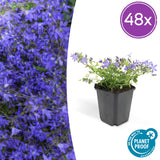Campanule Stella en godet - Campanula poscharskyana - H 10-25 cm, pot Ø9 cm