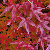 Green boutiQ - Terrasplant - Japanse Esdoorn - Acer palmatum Pink Dwarf - Roze - 2 Planten - Bladverliezend - Pot 19cm Hoogte 70cm