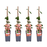 4x - Lonicera periclymenum 'Belgica' - ↨65cm - Ø15
