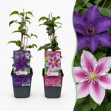 Clématites en duo violet et rose - 6 plants