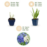 Agapanthes en duo bleu et blanc - H 15-25 cm, pot Ø11 cm