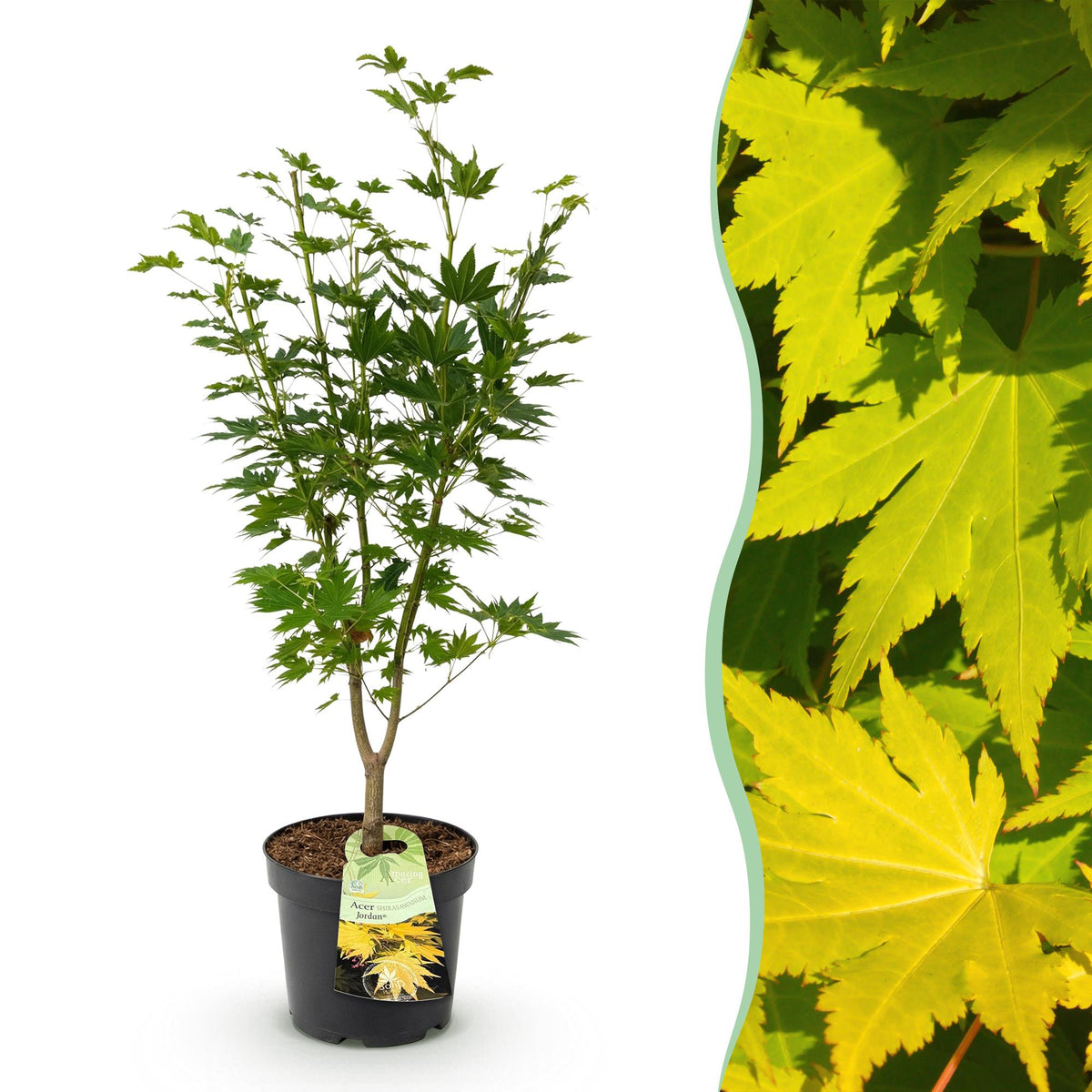 Érable du Japon Jordan - H 90 cm, pot Ø26 cm
