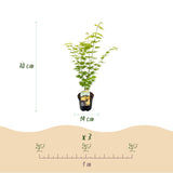 Green boutiQ - Terrasplant - Japanse Esdoorn - Acer palmatum Jordan - Geel - 2 Planten - Bladverliezend - Pot 19cm Hoogte 70cm