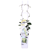 2x - Trachelospermum 'Star of Toscana' - ↨65cm - Ø15