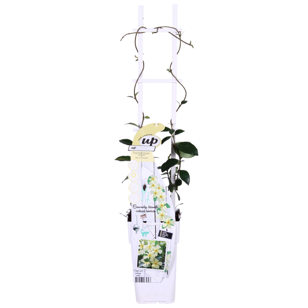 2x - Trachelospermum 'Star of Toscana' - ↨65cm - Ø15