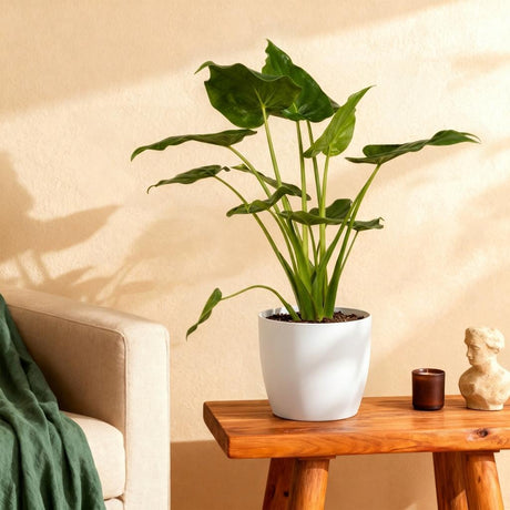 Green BoutiQ - Kamerplanten - Alocasia Cucullata - Boeddha,s hand - Weinig onderhoud - Groen - 1 Plant - met Potter Grijs - Pot 21cm - Hoogte 65-70cm