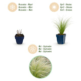 Stipa Ponytails - Cheveux d'ange - H 15-25 cm, pot Ø11 cm - photo 4