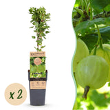 Groseillier à maquereau Hinnonmäki vert - 2 plants - H 50 cm, pot Ø15 cm