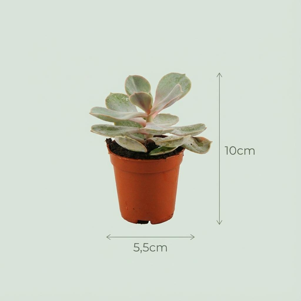Mini Cactus & Succulente x15 - Pot terracota inclus
