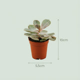 Mini Cactus & Succulente x15 - Pot terracota inclus